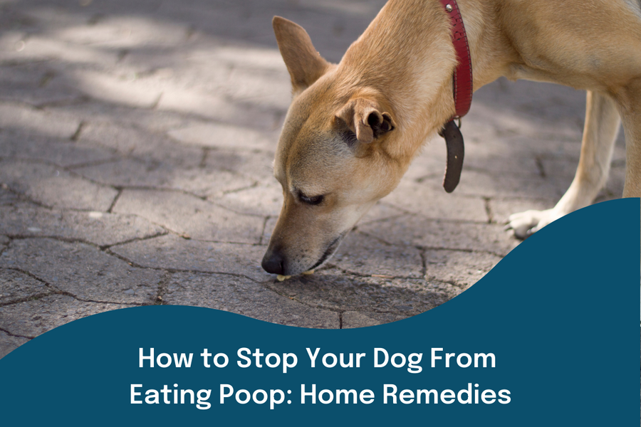 How To Stop Dog From Eating Poop Home Remedies