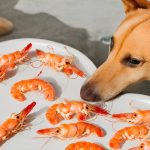 Can Dogs Eat Shrimp?