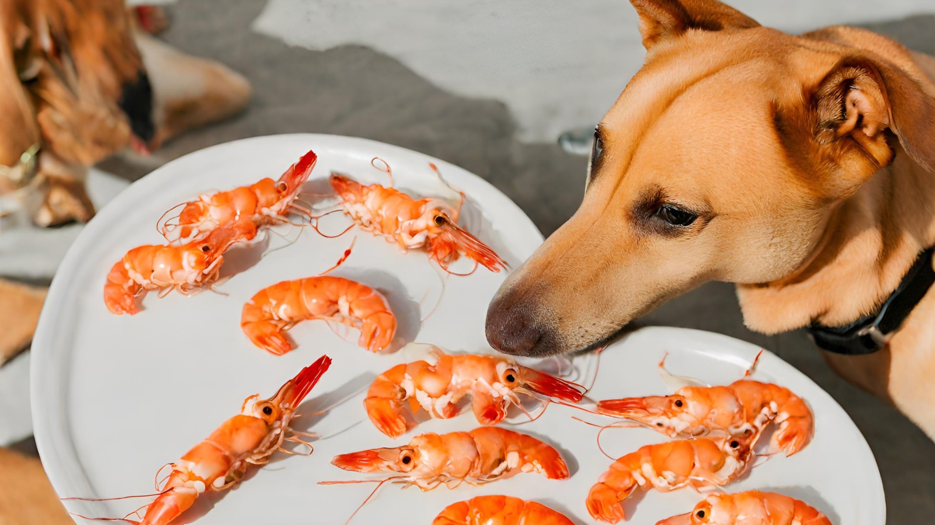 can dogs eat shrimp