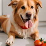 Can Dogs Eat Tomatoes?