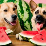 Can Dogs Eat Watermelon?